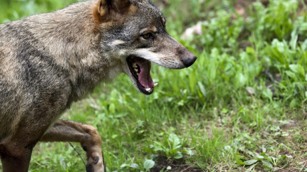 El Parlamento de Cantabria reclama al Ministerio que autorice las extracciones de lobo