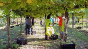 Rural.- Rías Baixas cierra la mayor vendimia de su historia con 47,5 millones de kilos de uva, un 12,7% más