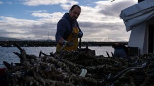 Arranca la campaña de extracción de la mejilla en Galicia