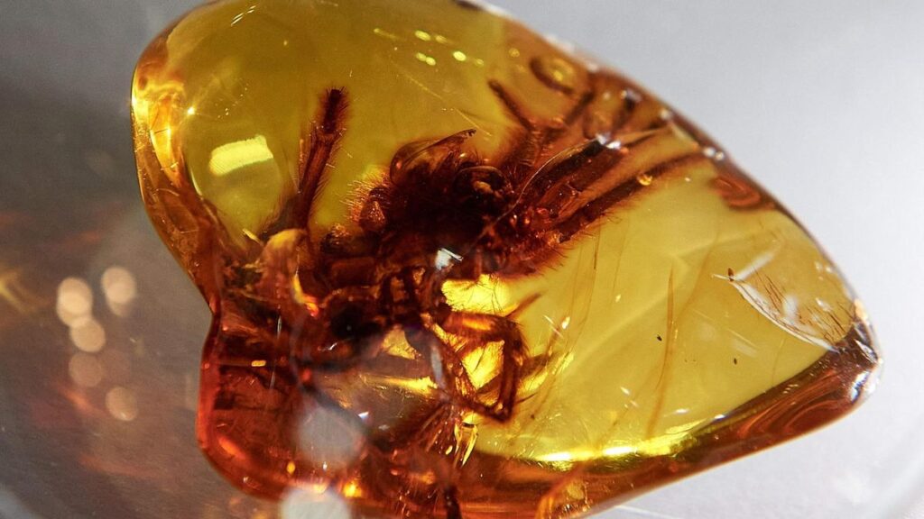 Un estudio confirma que el ámbar no conserva mejor el ADN de los insectos