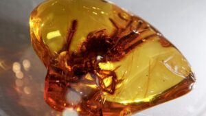 Un estudio confirma que el ámbar no conserva mejor el ADN de los insectos