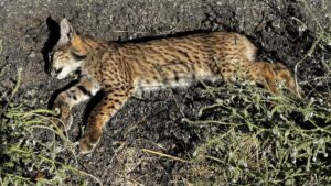 Muere atropellado un cachorro de lince ibérico en la provincia de Ciudad Real